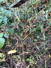 Lathyrus latifolius