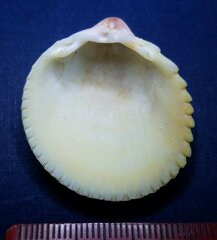 Dallocardia muricata
