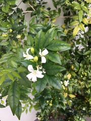 Jasminum officinale