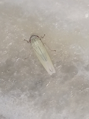 Cofana spectra