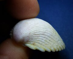 Dallocardia muricata