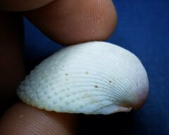 Dallocardia muricata