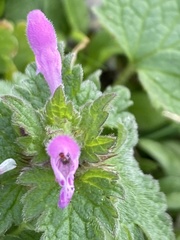 Lamium hybridum