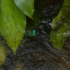 Neurobasis chinensis