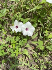 Ipomoea pandurata