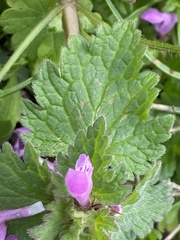 Lamium hybridum