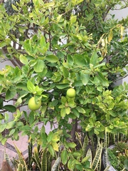 Citrus × latifolia