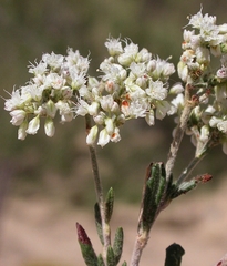 Eriogonum microtheca simpsonii
