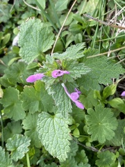 Lamium hybridum