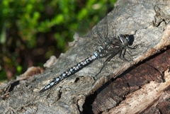 Aeshna caerulea