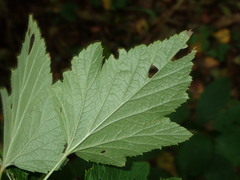 Ribes rubrum