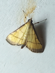 Cnaphalocrocis medinalis