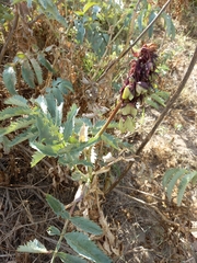 Melianthus