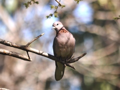 Streptopelia senegalensis senegalensis