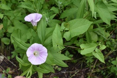 Calystegia sepium spectabilis