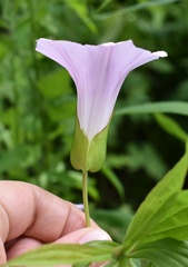 Calystegia sepium spectabilis