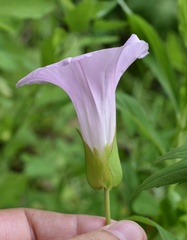 Calystegia sepium spectabilis