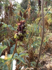Melianthus