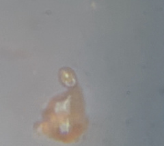 Colepidae