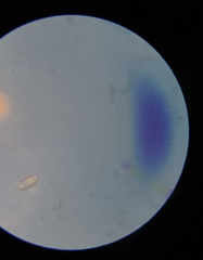Paramecium
