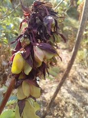 Melianthus