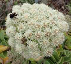 Angelica hendersonii