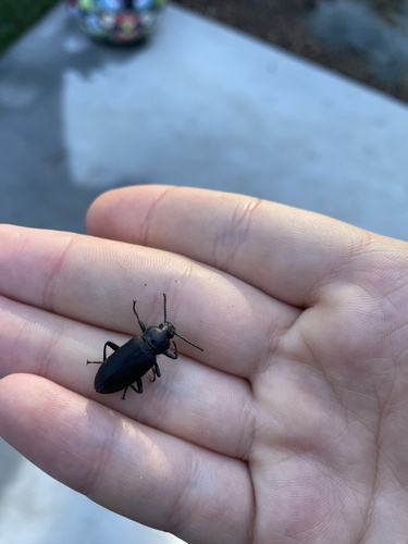 Giant Mealworm Beetle photo 5