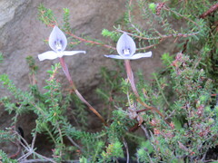 Disa maculata