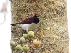 Cinnyricinclus leucogaster