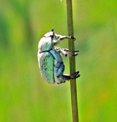 Hoplia parvula