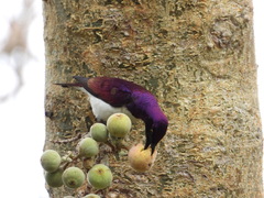 Cinnyricinclus leucogaster