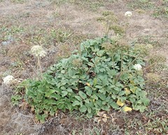 Angelica hendersonii