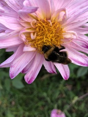 Bombus