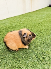 Cavia porcellus