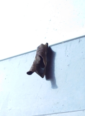 Paralebeda plagifera