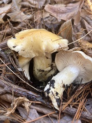 Hygrophorus flavodiscus