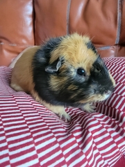 Cavia porcellus