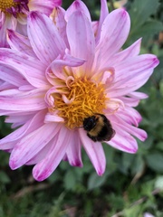 Bombus