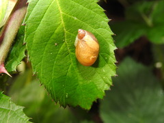 Succinea putris