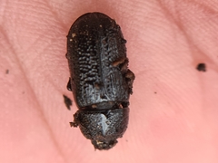 Sinodendron cylindricum