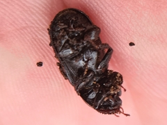 Sinodendron cylindricum