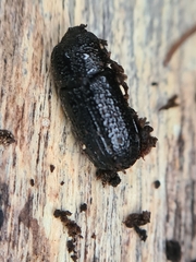 Sinodendron cylindricum