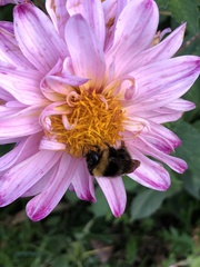 Bombus