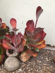 Kalanchoe luciae