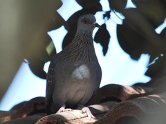 Columba guinea