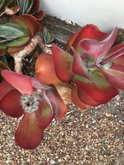 Kalanchoe luciae