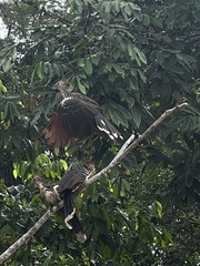 Opisthocomus hoazin