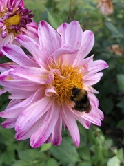 Bombus
