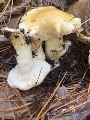 Hygrophorus flavodiscus