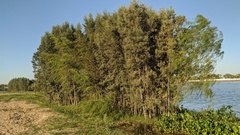 Tessaria integrifolia